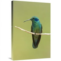 Global Gallery In. Zelena ljubičasta uho Hummingbird, Kostarika Art Print - Steve Getttle