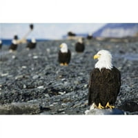 Ćelavi orlovi koji stoje na obali kachemakskog zaljeva na kućnom pljuskom Kenai poluotoku Jug Central