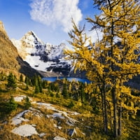 Izbor umjetnika: drveće ariš, jezero McArthur i planina Biddle, Nacionalni park Yoho, Britanska Columbia
