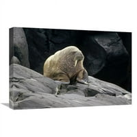 Global Galerija in. Atlantic Walrus Bull na Rocky Shore, Marble Island, Hudson Bay, Kanada Art Print