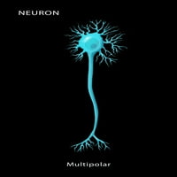 Multipolar Neuron Poster Print Monica Schroeder Naučni izvor
