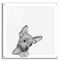 Epic Art 'Sweet Chihuahua' Jon Bertelli akrilne staklene zidne umjetnosti, 36 x36