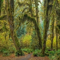 Washington State-olimpijski nacionalni park staza preko Mossy Forest by Jaynes Gallery