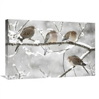 u. oplakivanje golup grupe zimi, Nova Škotska, Kanada Art Print - Scott Leslie