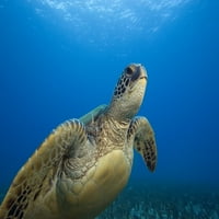 Havaji, izbliza zelene morske kornjače Plivanje naprijed Print
