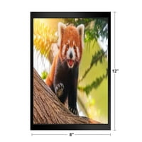 Crvena panda simpatična sunčana priroda životinjska životinja dječja soba baby rasadnik Asia bear poster
