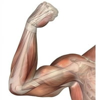 Ilustracija savijene ruke koja prikazuje ljudski bicep mišićni poster ispis, - veliki