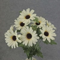 PC, visoka umjetna krema Daisy Bush ima velike krem ​​tratinčice cvjeta s bogatim čokoladnim centrima