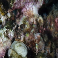 Juvenile Scorpionsfish se miješa u svoju pozadinu koralne grebena u Indoneziji. Print postera Ethan